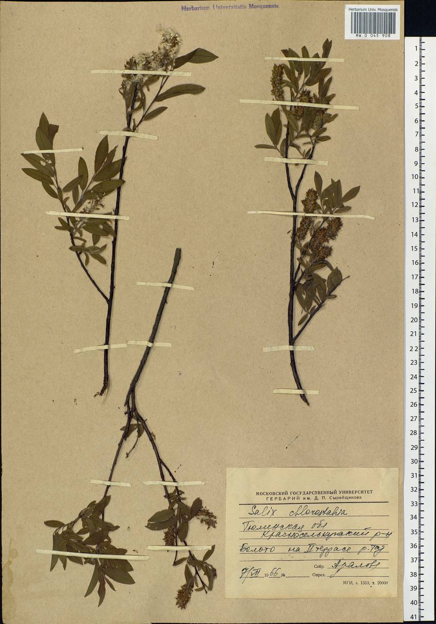 Salix rhamnifolia subsp. rhamnifolia, Siberia, Western Siberia (S1) (Russia)
