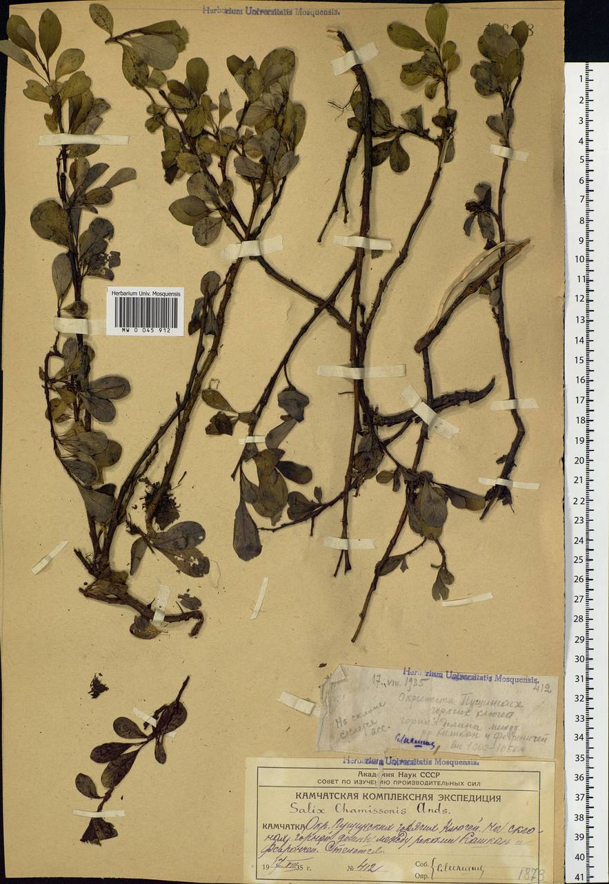 Salix chamissonis Andersson, Siberia, Chukotka & Kamchatka (S7) (Russia)