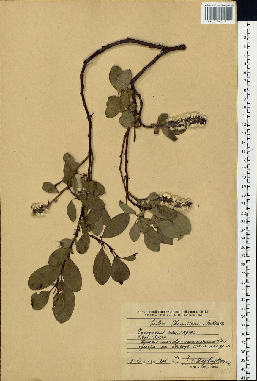 Salix chamissonis, Siberia, Chukotka & Kamchatka (S7) (Russia)
