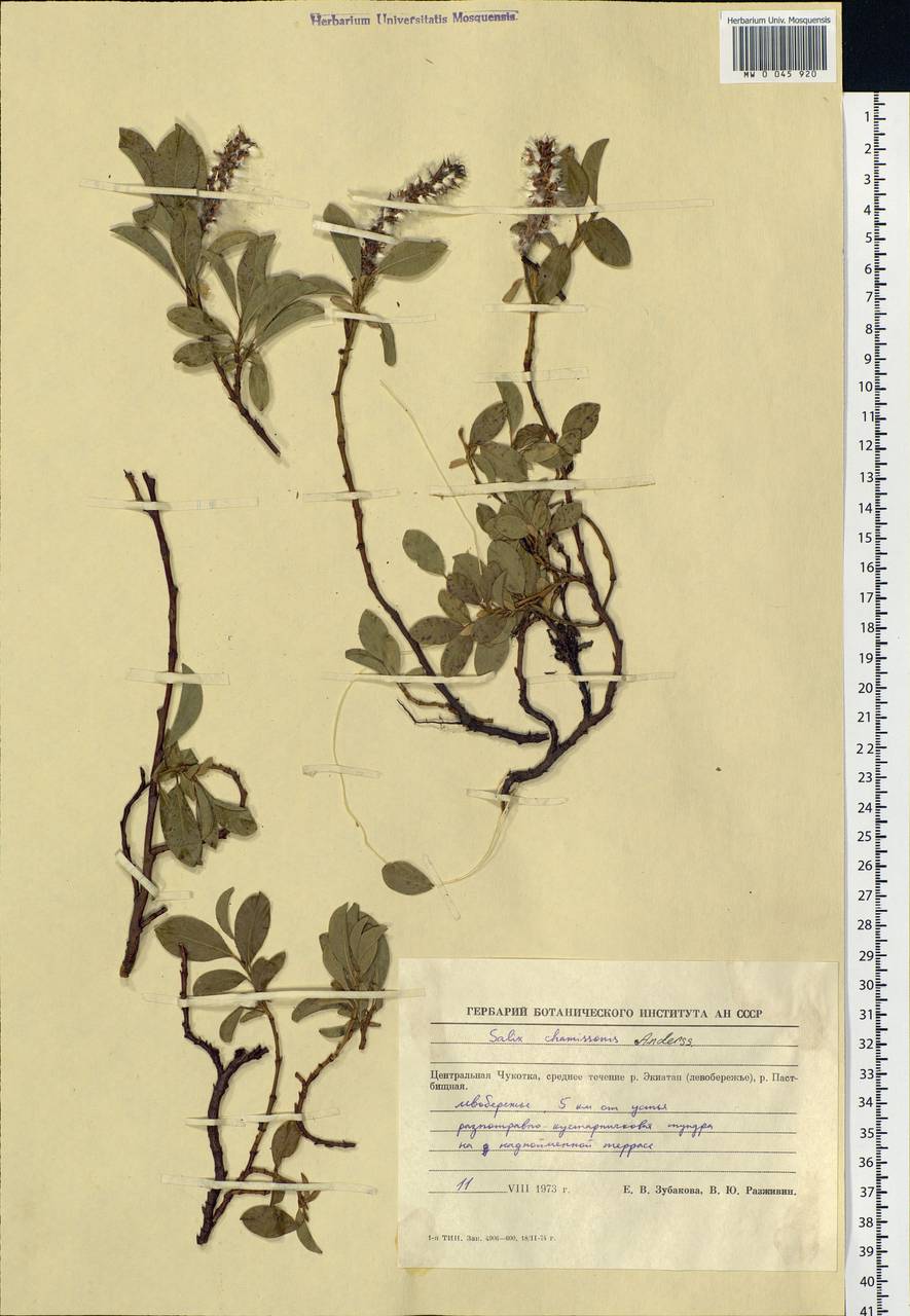 Salix chamissonis Andersson, Siberia, Chukotka & Kamchatka (S7) (Russia)