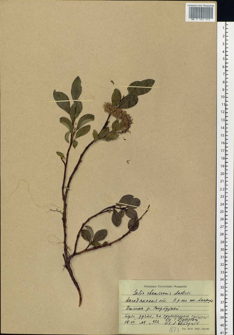 Salix chamissonis Andersson, Siberia, Chukotka & Kamchatka (S7) (Russia)
