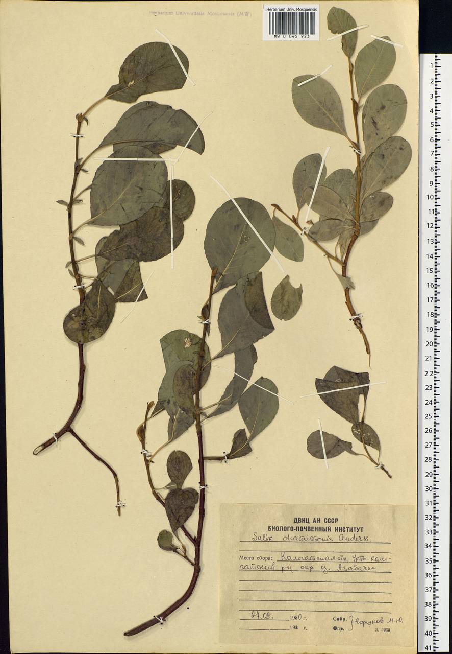 Salix chamissonis Andersson, Siberia, Chukotka & Kamchatka (S7) (Russia)