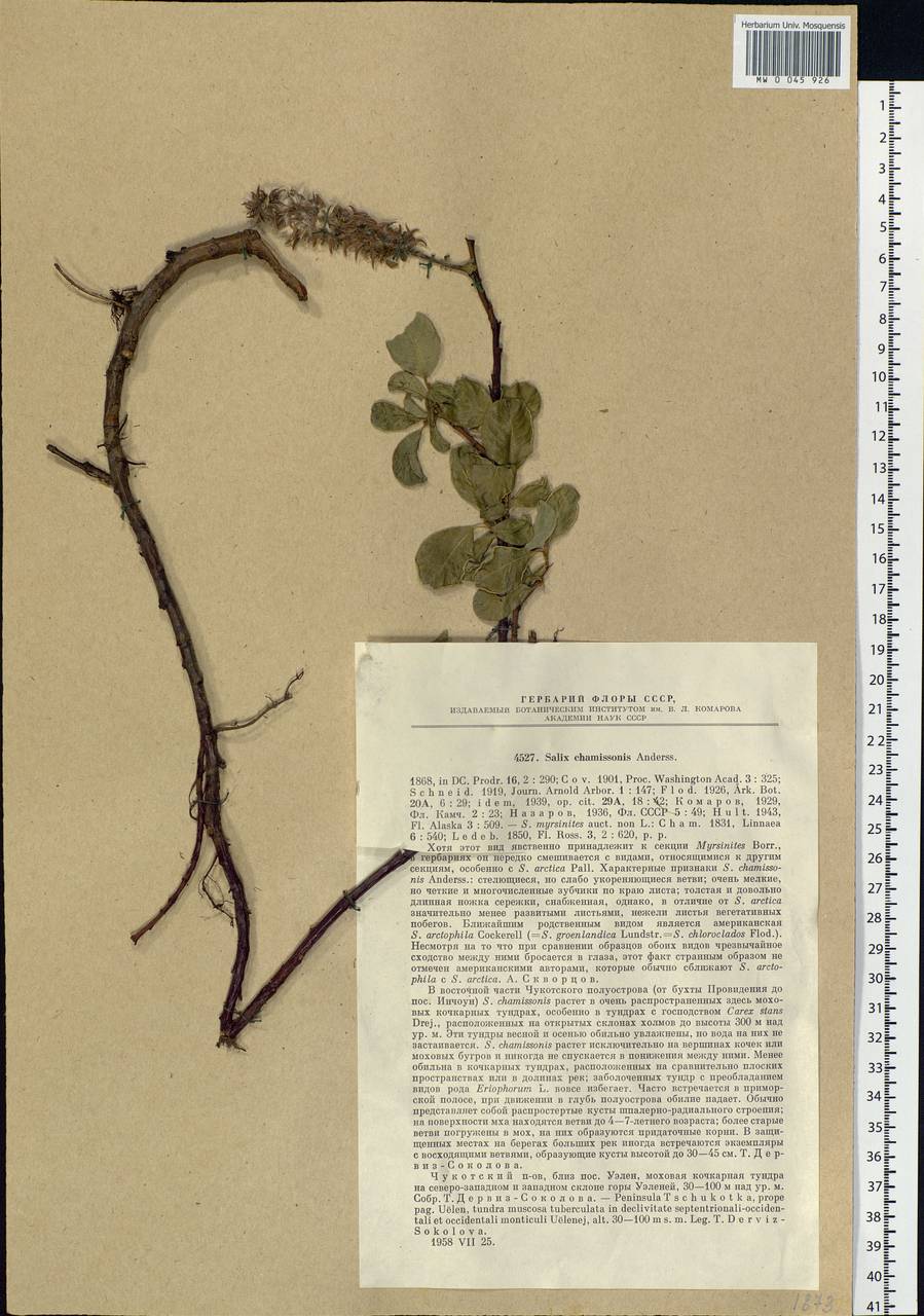 Salix chamissonis Andersson, Siberia, Chukotka & Kamchatka (S7) (Russia)