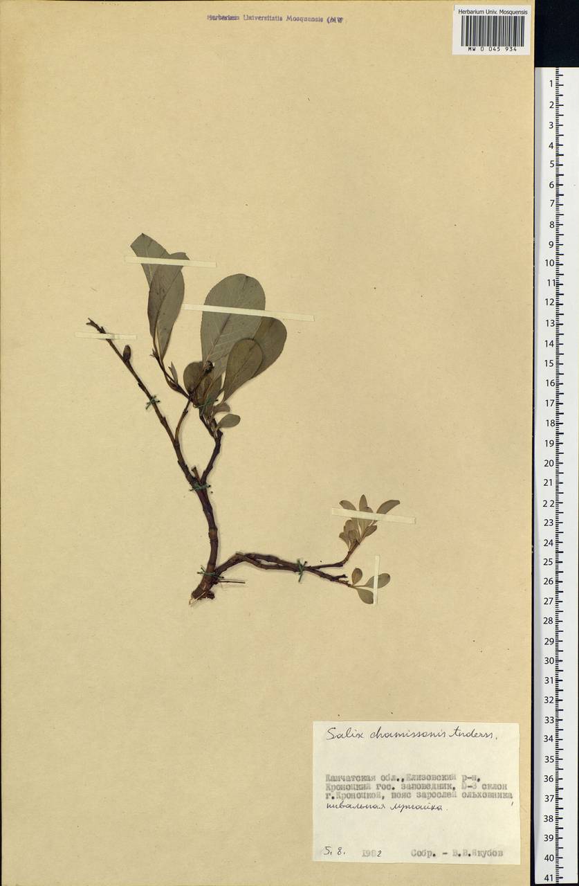 Salix chamissonis, Siberia, Chukotka & Kamchatka (S7) (Russia)