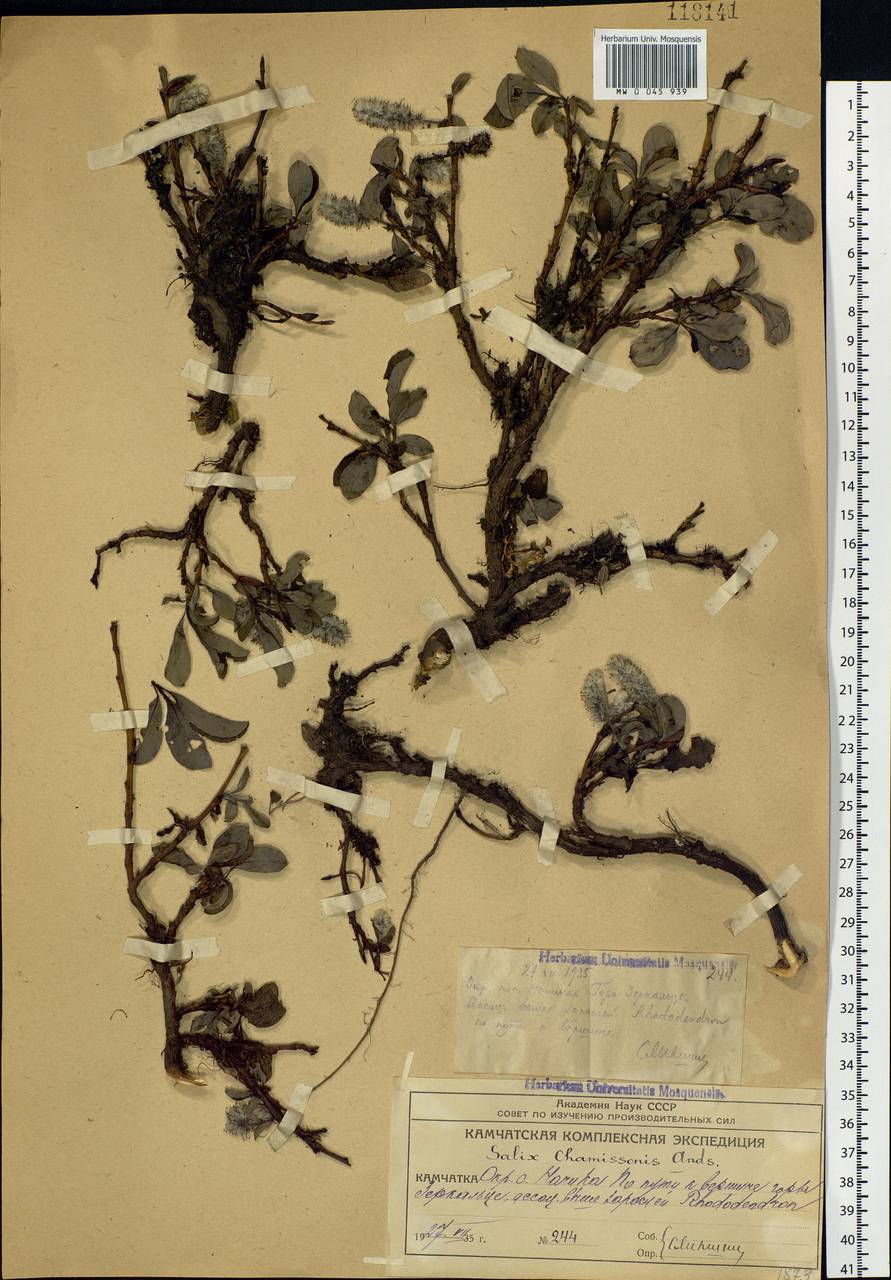 Salix chamissonis Andersson, Siberia, Chukotka & Kamchatka (S7) (Russia)