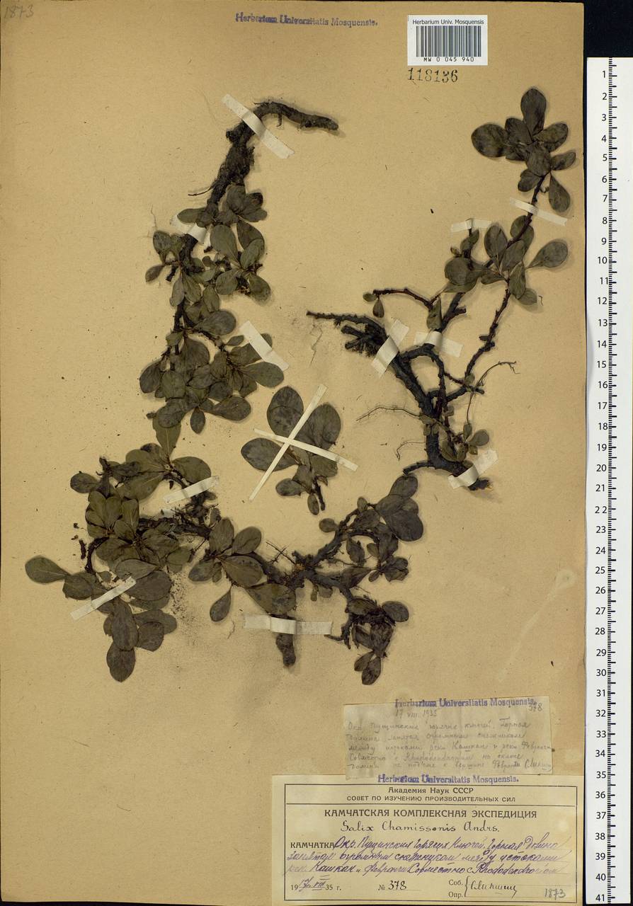 Salix chamissonis, Siberia, Chukotka & Kamchatka (S7) (Russia)