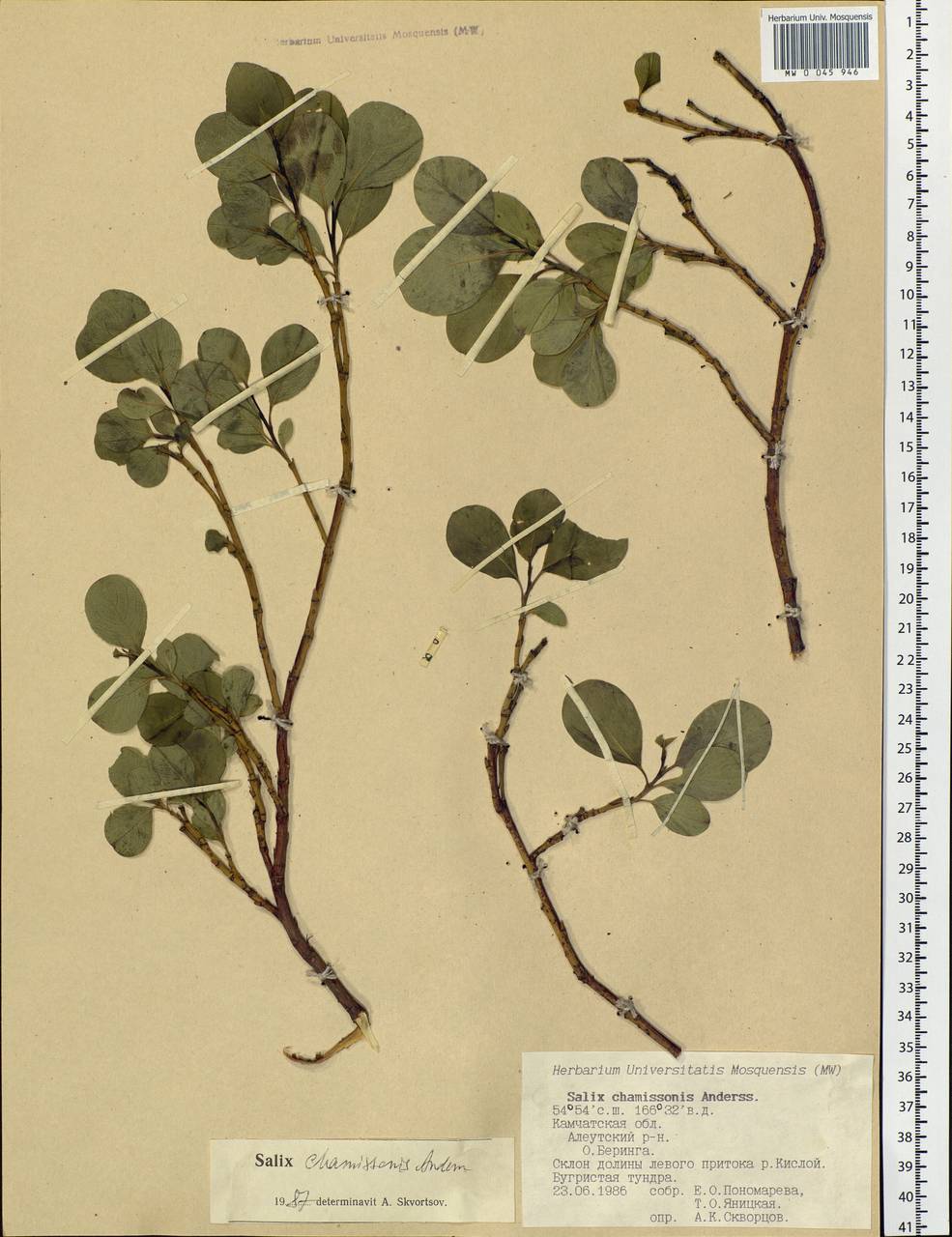 Salix chamissonis Andersson, Siberia, Chukotka & Kamchatka (S7) (Russia)