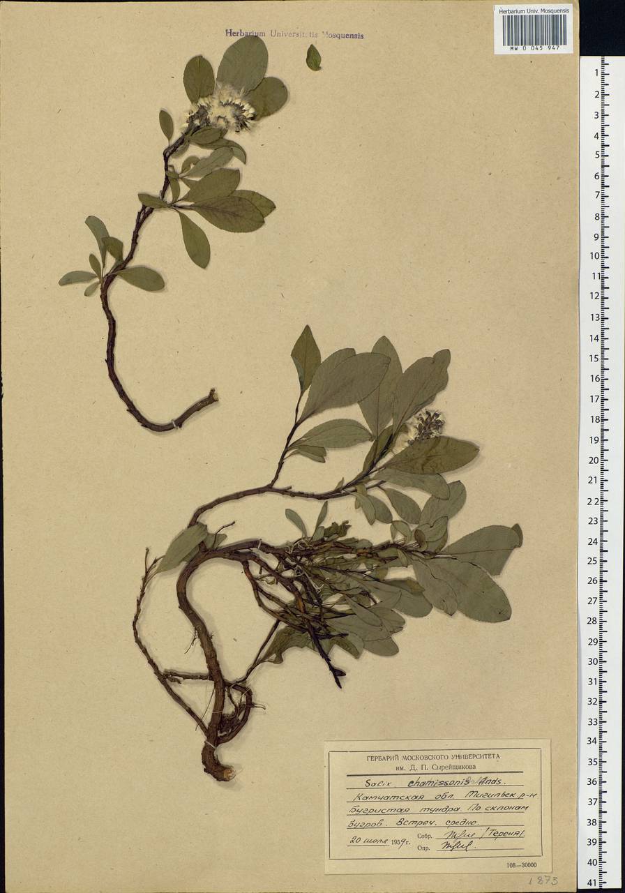 Salix chamissonis Andersson, Siberia, Chukotka & Kamchatka (S7) (Russia)