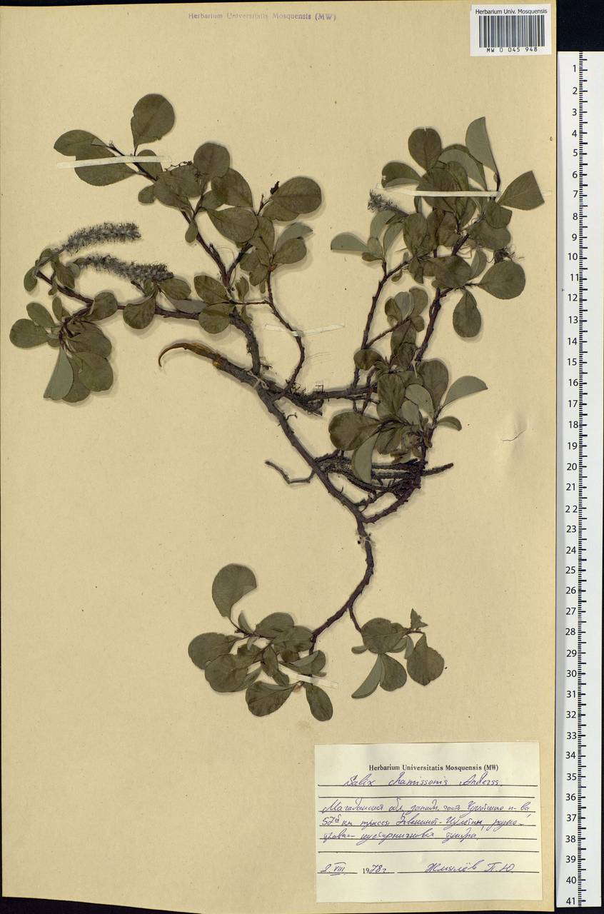 Salix chamissonis Andersson, Siberia, Chukotka & Kamchatka (S7) (Russia)
