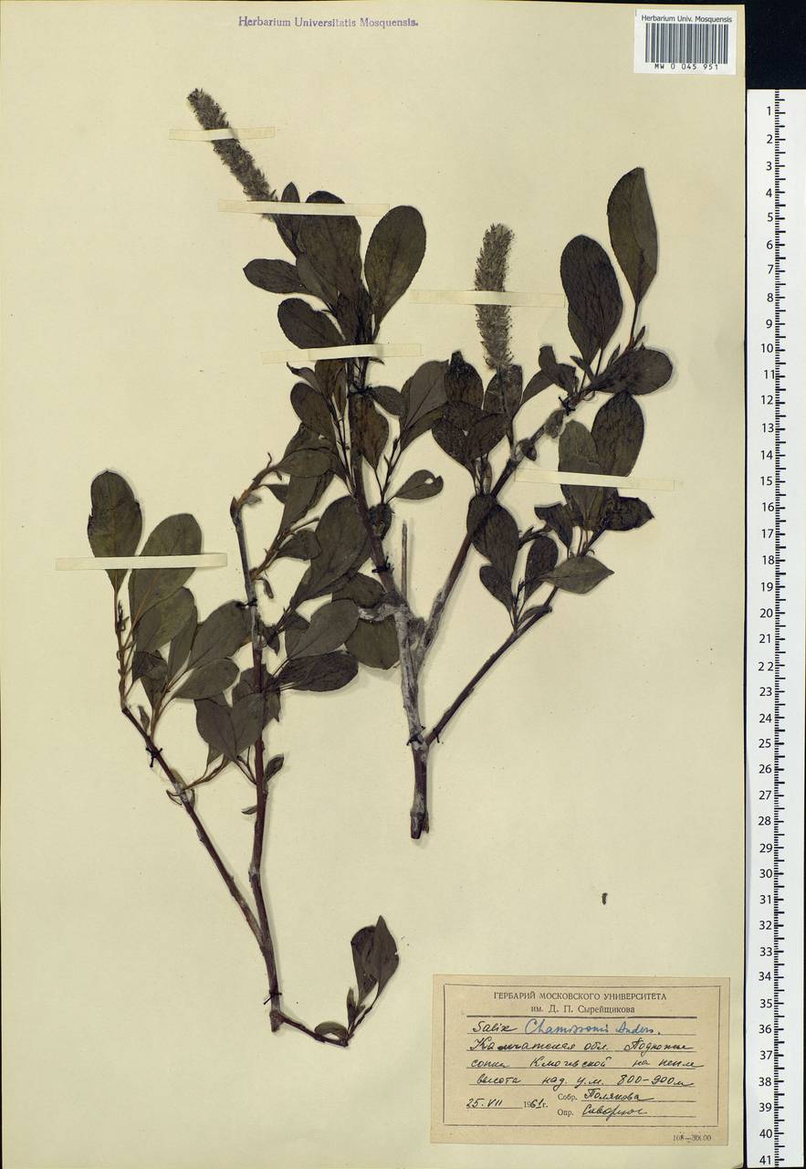 Salix chamissonis Andersson, Siberia, Chukotka & Kamchatka (S7) (Russia)