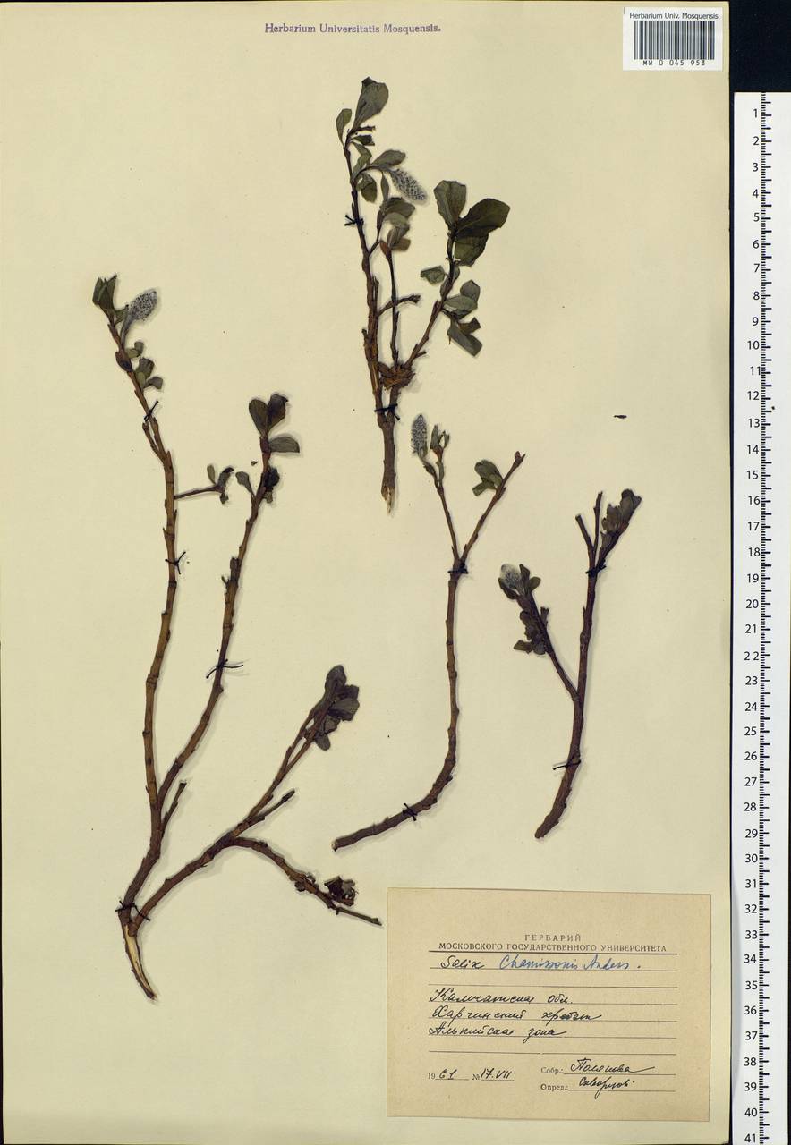 Salix chamissonis Andersson, Siberia, Chukotka & Kamchatka (S7) (Russia)