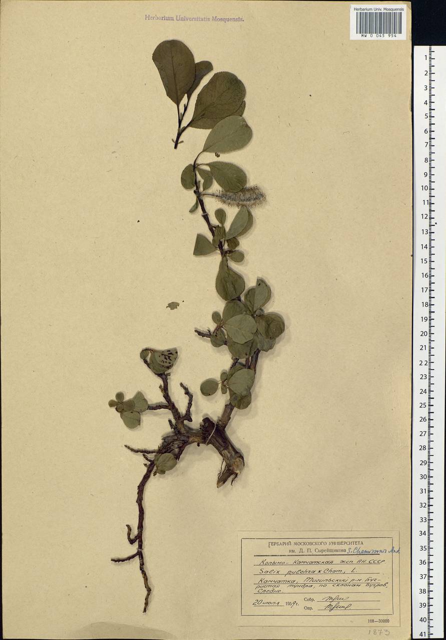 Salix chamissonis, Siberia, Chukotka & Kamchatka (S7) (Russia)