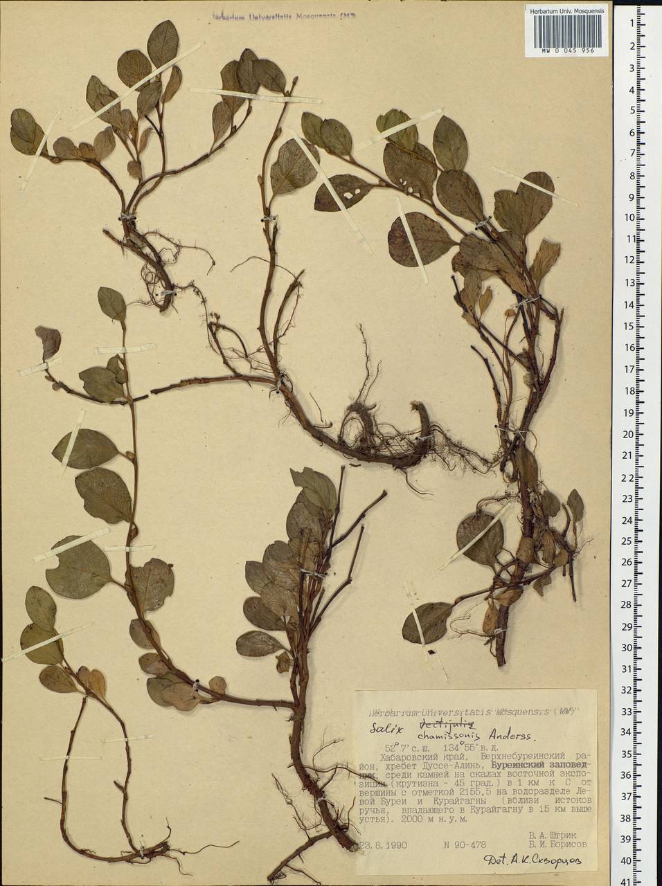 Salix chamissonis Andersson, Siberia, Russian Far East (S6) (Russia)