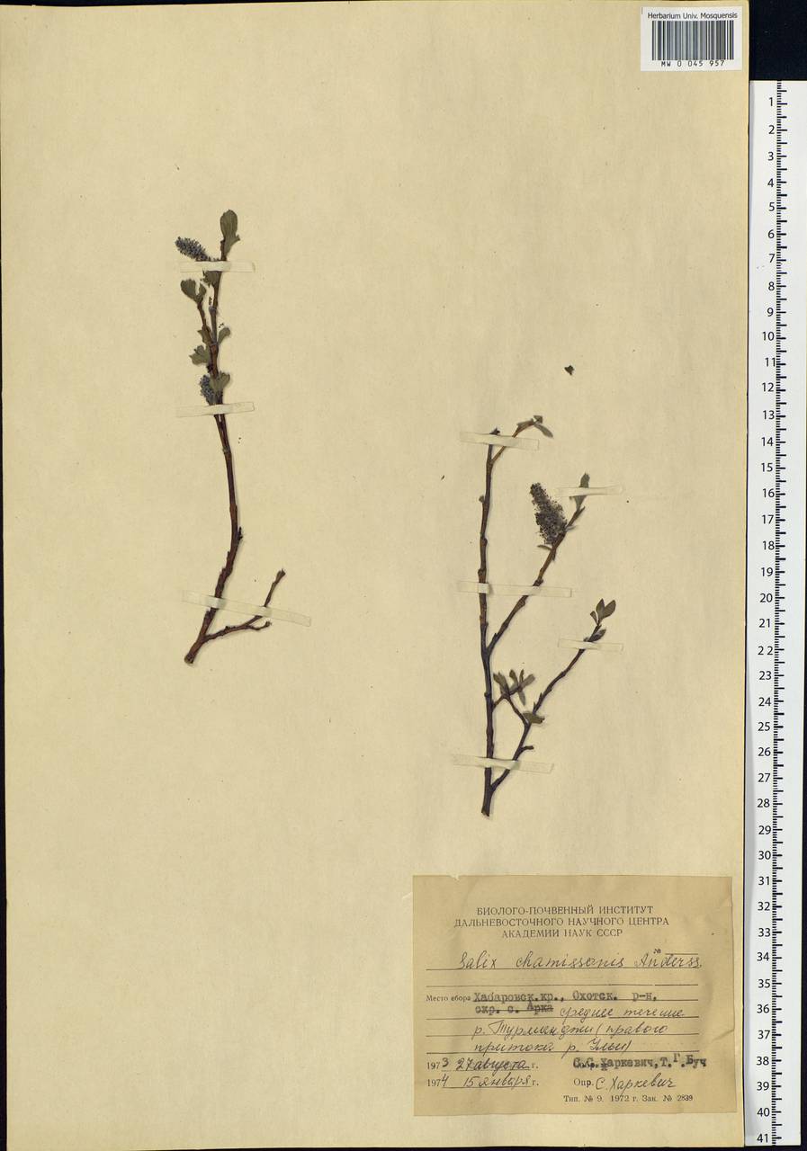 Salix chamissonis Andersson, Siberia, Russian Far East (S6) (Russia)
