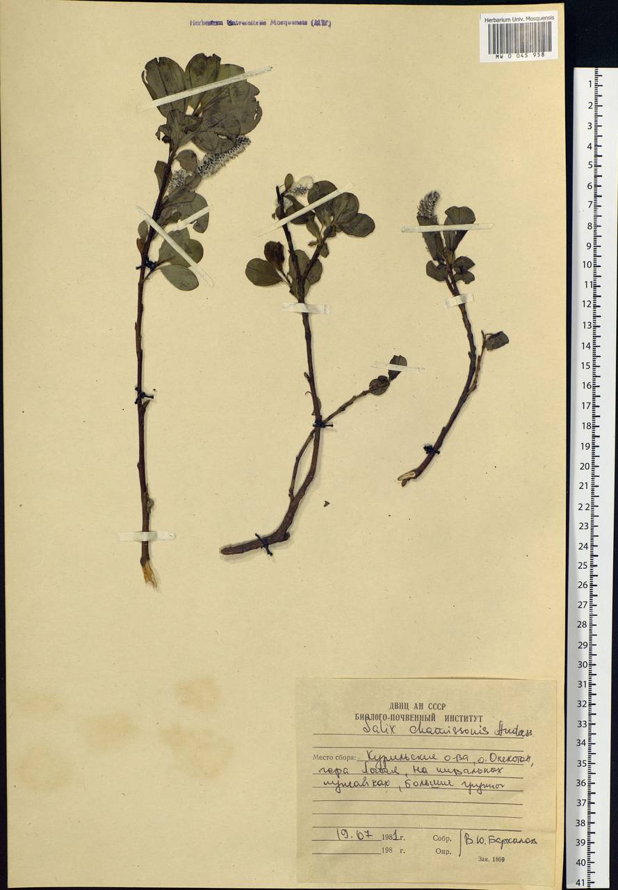 Salix chamissonis Andersson, Siberia, Russian Far East (S6) (Russia)