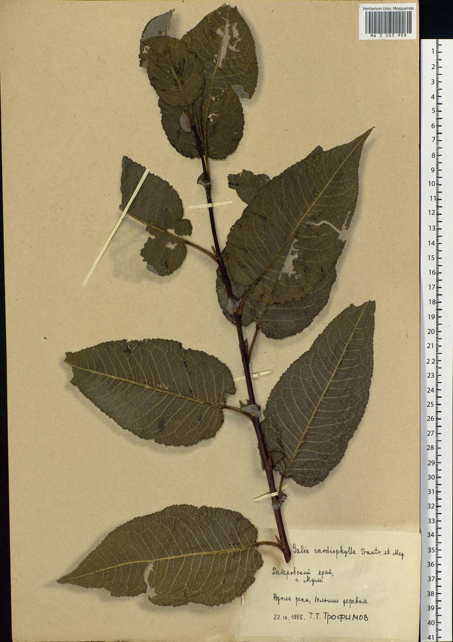 Chosenia cardiophylla (Trautv. & C. A. Mey.) N. Chao, Siberia, Russian Far East (S6) (Russia)