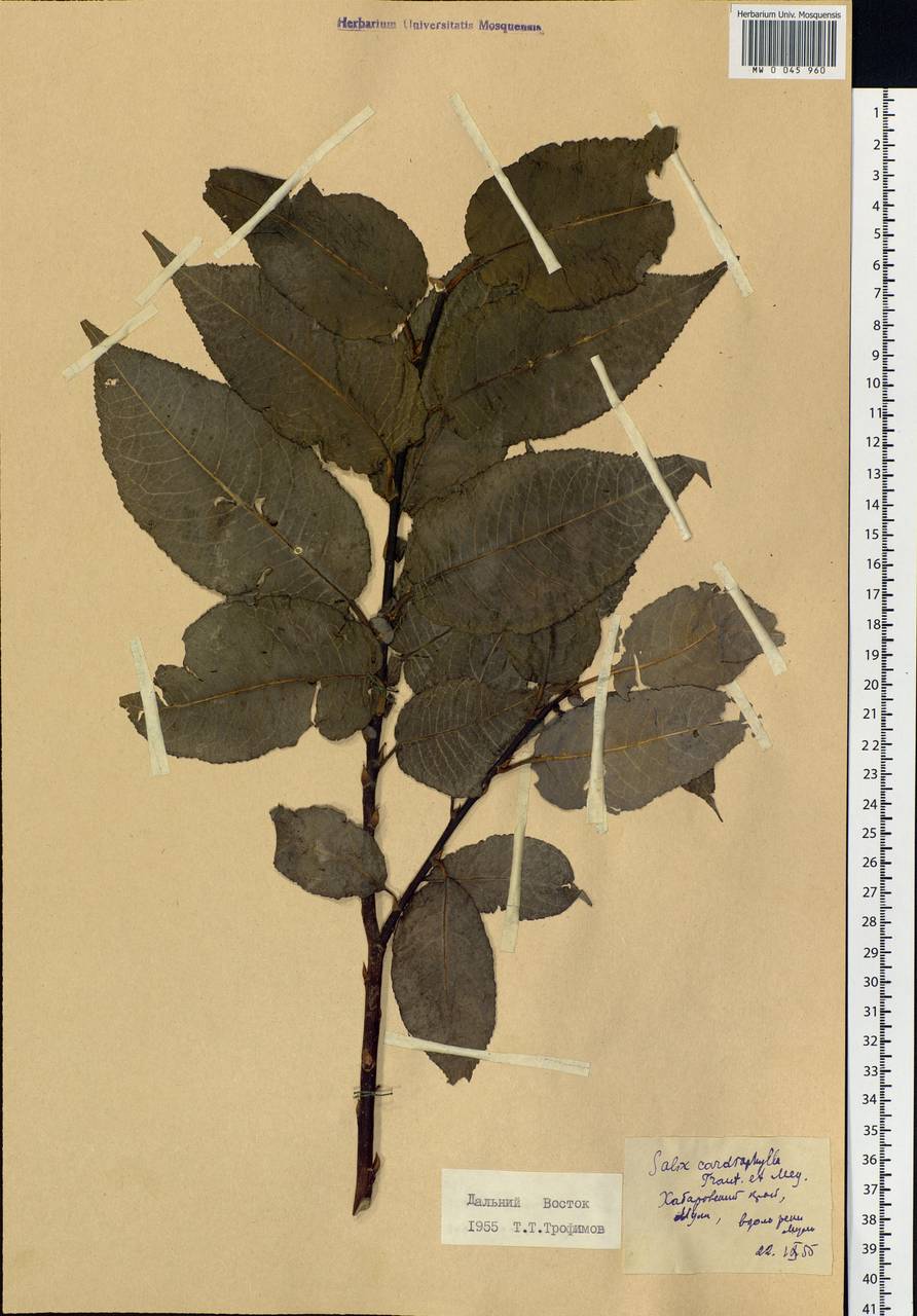 Chosenia cardiophylla (Trautv. & C. A. Mey.) N. Chao, Siberia, Russian Far East (S6) (Russia)