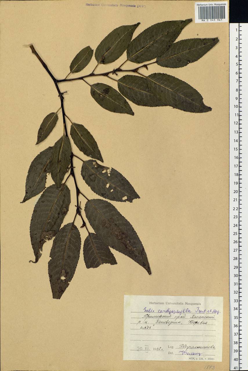 Chosenia cardiophylla (Trautv. & C. A. Mey.) N. Chao, Siberia, Russian Far East (S6) (Russia)