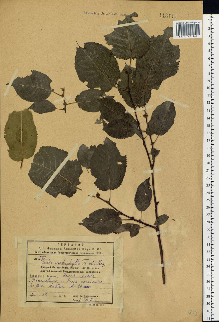 Chosenia cardiophylla (Trautv. & C. A. Mey.) N. Chao, Siberia, Russian Far East (S6) (Russia)