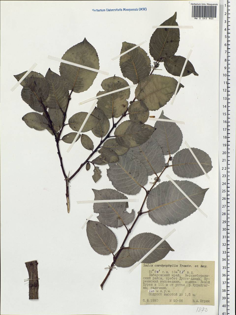 Chosenia cardiophylla (Trautv. & C. A. Mey.) N. Chao, Siberia, Russian Far East (S6) (Russia)