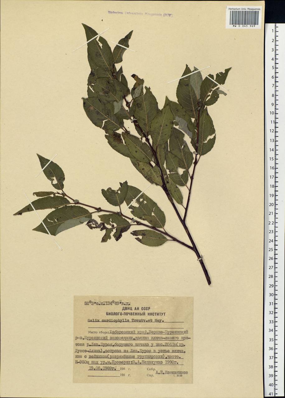 Chosenia cardiophylla (Trautv. & C. A. Mey.) N. Chao, Siberia, Russian Far East (S6) (Russia)