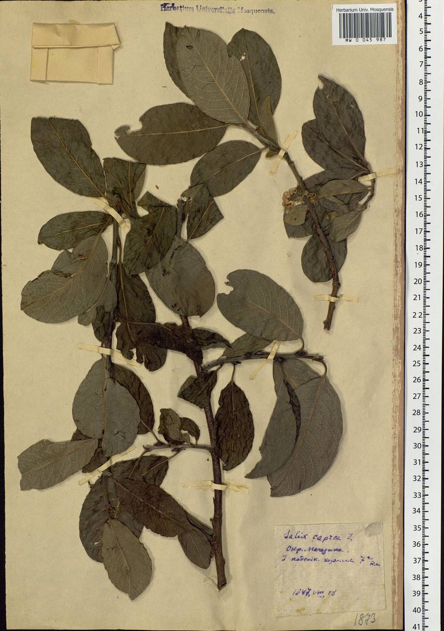 Salix caprea L., Siberia, Chukotka & Kamchatka (S7) (Russia)