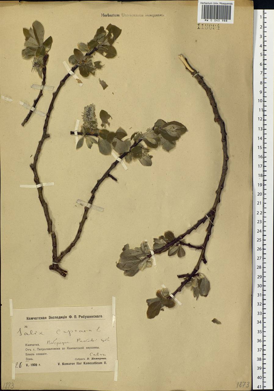 Salix caprea L., Siberia, Chukotka & Kamchatka (S7) (Russia)