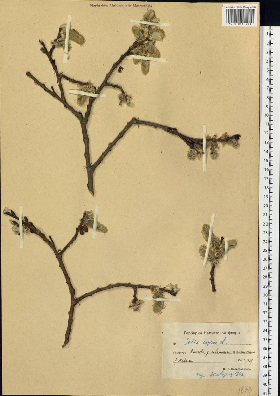 Salix caprea L., Siberia, Chukotka & Kamchatka (S7) (Russia)