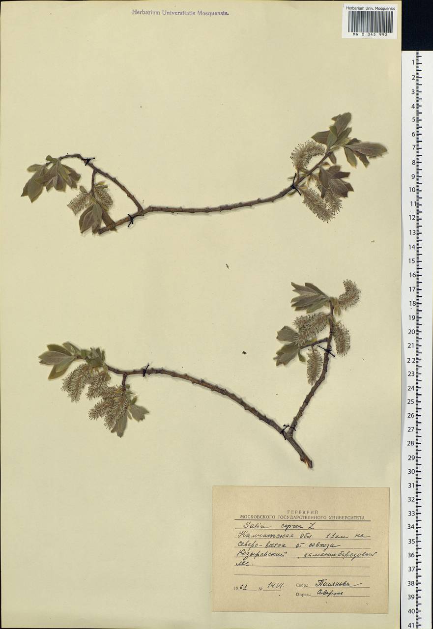 Salix caprea L., Siberia, Chukotka & Kamchatka (S7) (Russia)