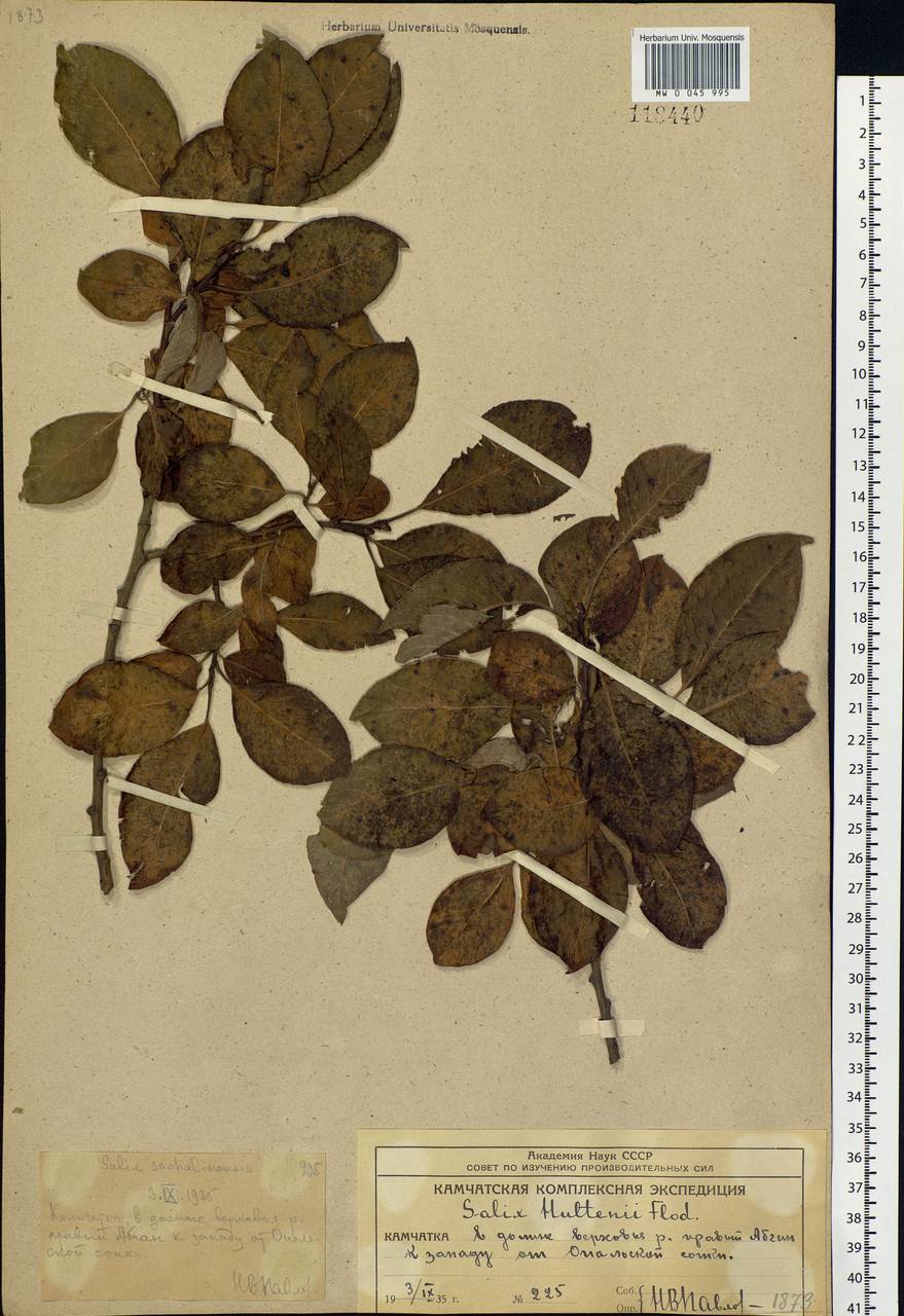 Salix caprea L., Siberia, Chukotka & Kamchatka (S7) (Russia)