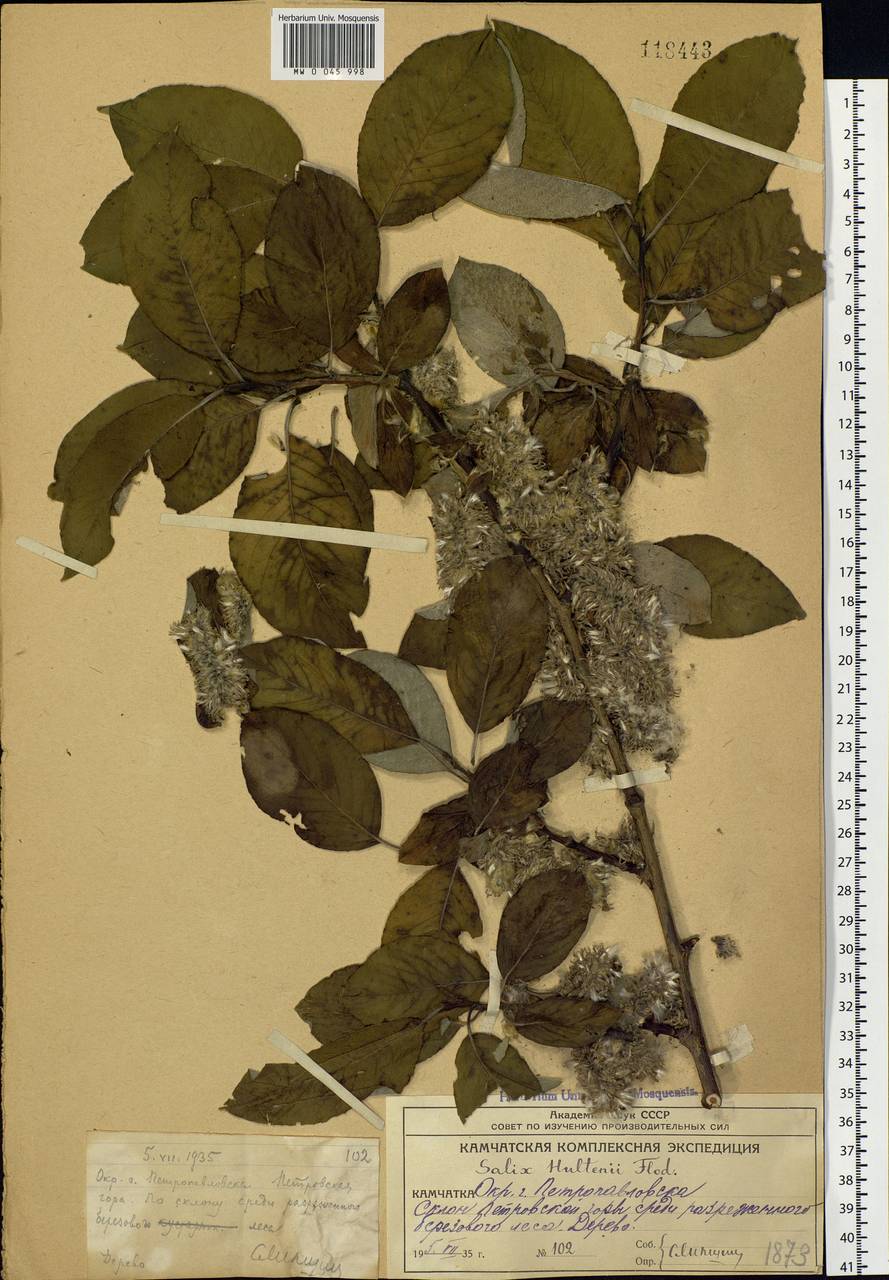 Salix caprea L., Siberia, Chukotka & Kamchatka (S7) (Russia)
