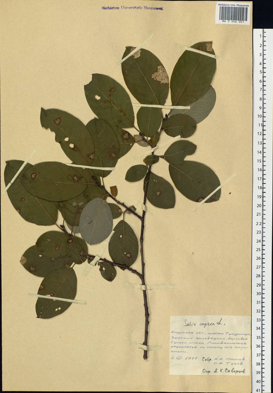 Salix caprea L., Siberia, Russian Far East (S6) (Russia)