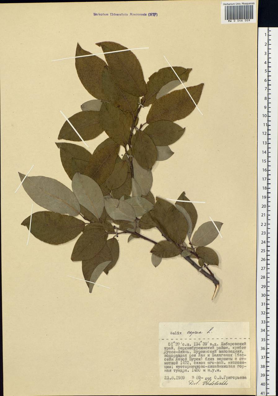 Salix caprea L., Siberia, Russian Far East (S6) (Russia)