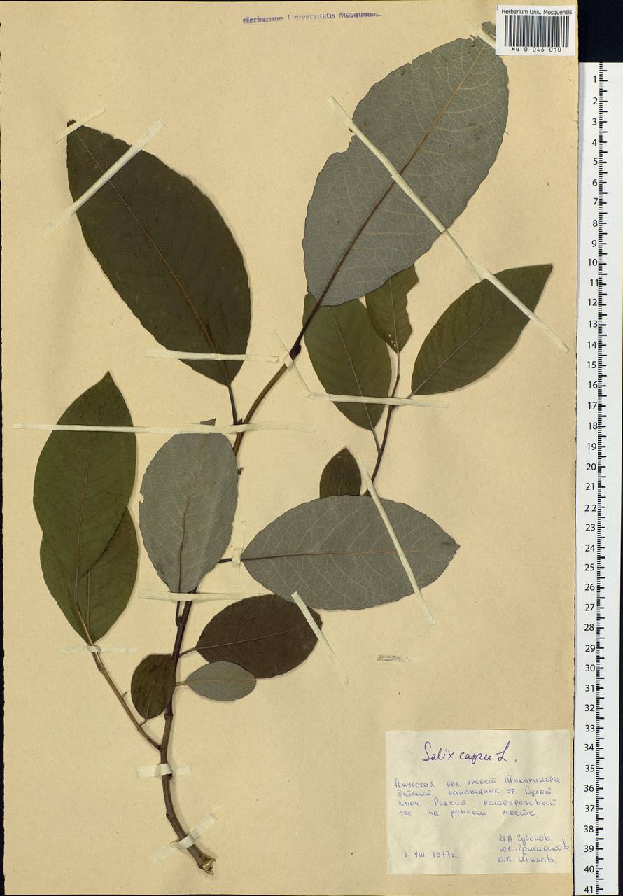 Salix caprea L., Siberia, Russian Far East (S6) (Russia)