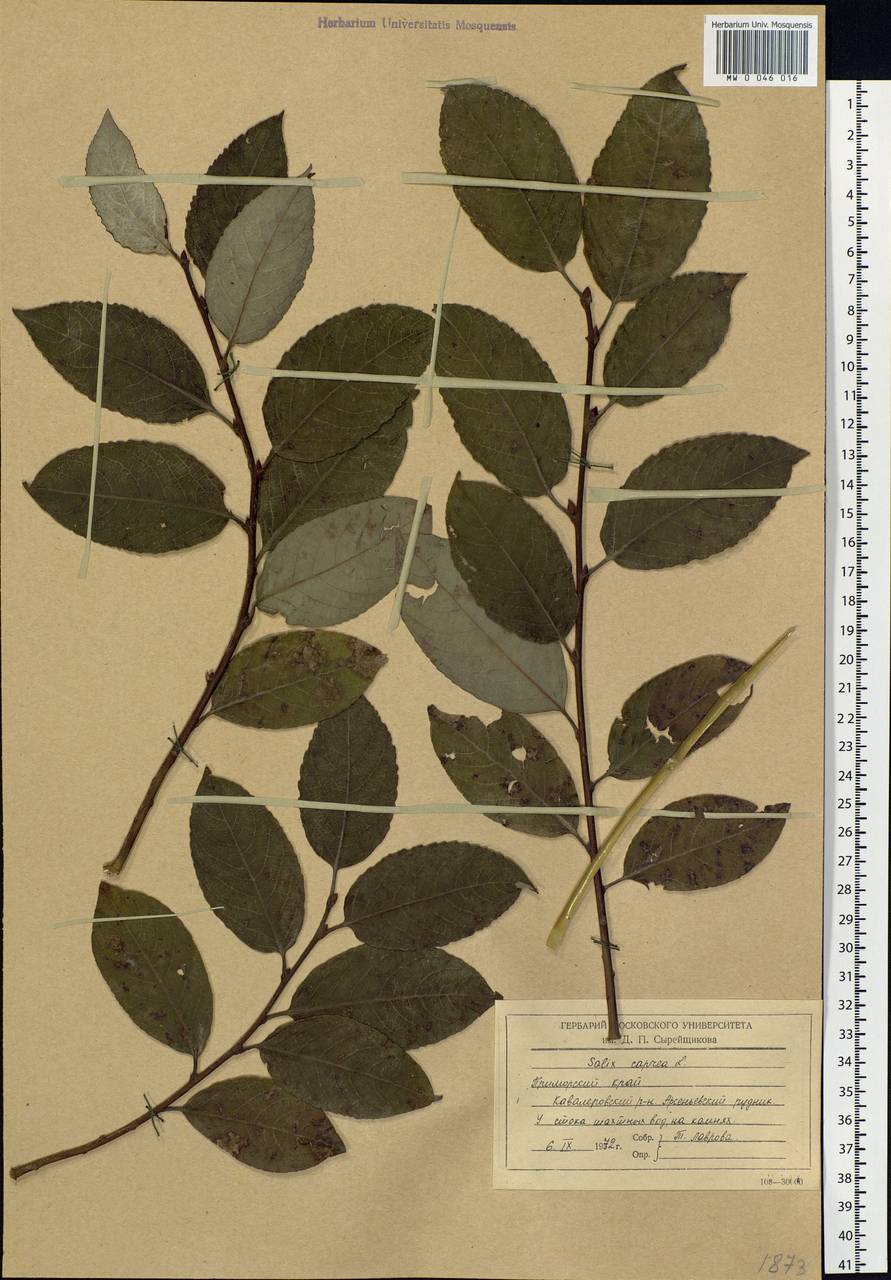 Salix caprea L., Siberia, Russian Far East (S6) (Russia)