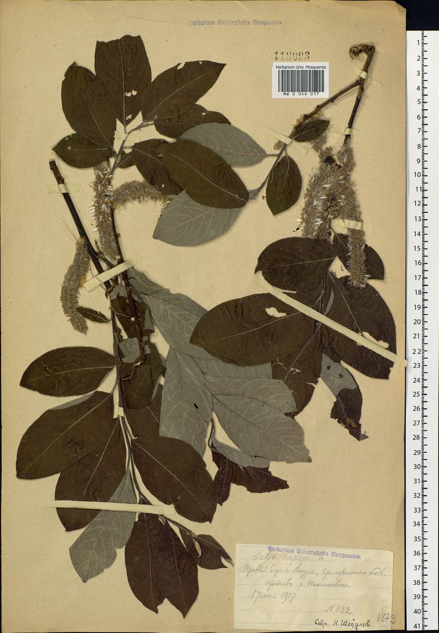 Salix caprea L., Siberia, Russian Far East (S6) (Russia)