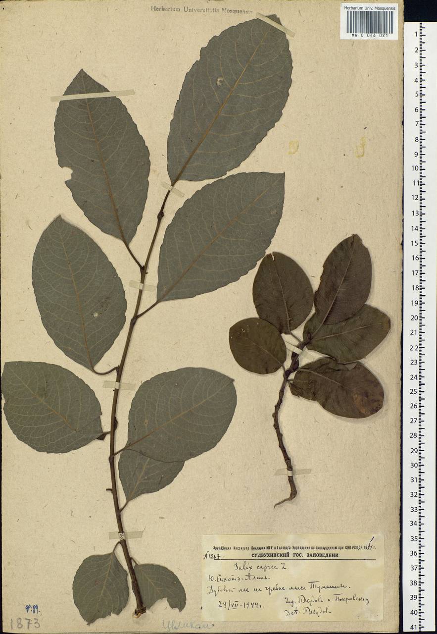 Salix caprea L., Siberia, Russian Far East (S6) (Russia)