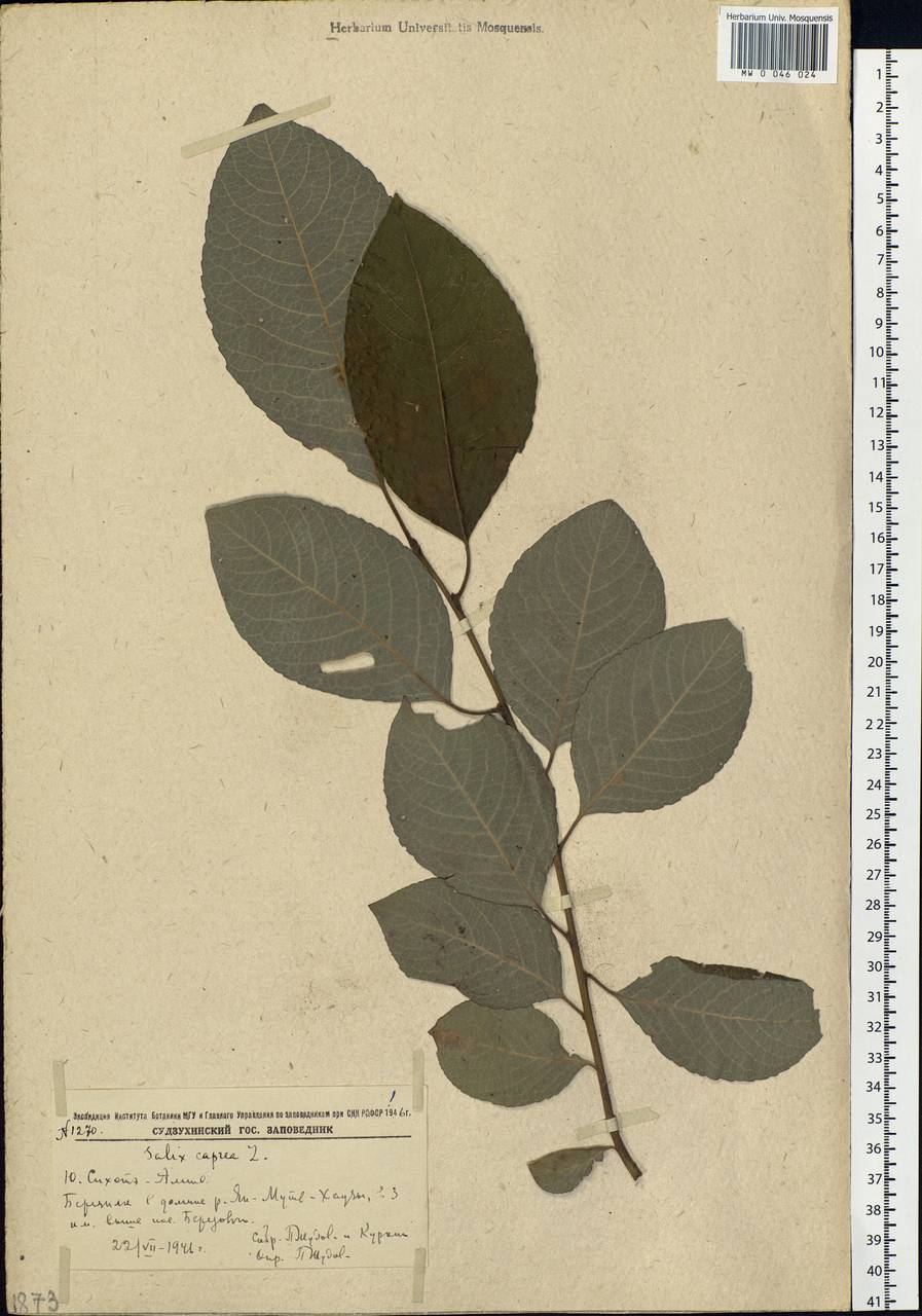 Salix caprea L., Siberia, Russian Far East (S6) (Russia)