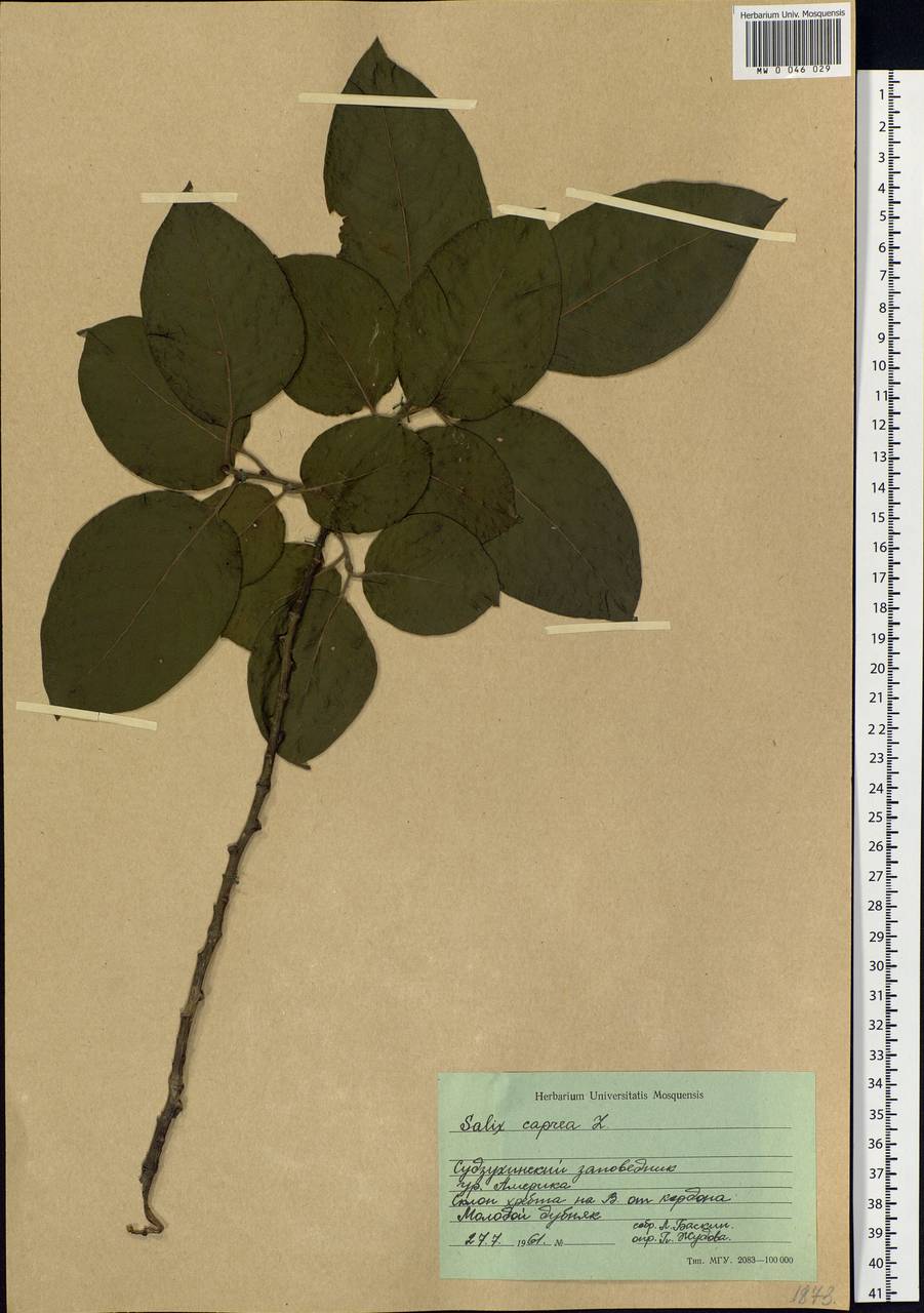 Salix caprea L., Siberia, Russian Far East (S6) (Russia)