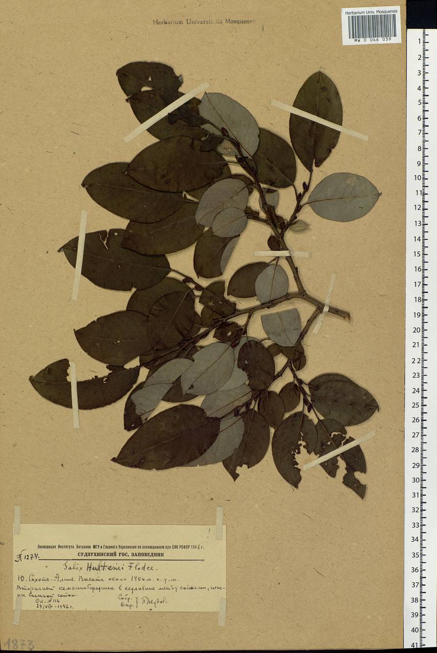 Salix caprea L., Siberia, Russian Far East (S6) (Russia)
