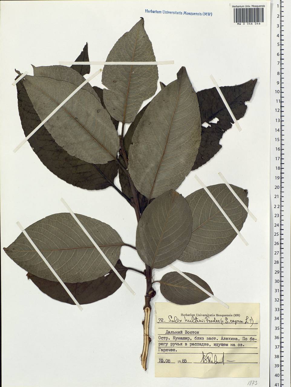 Salix caprea L., Siberia, Russian Far East (S6) (Russia)