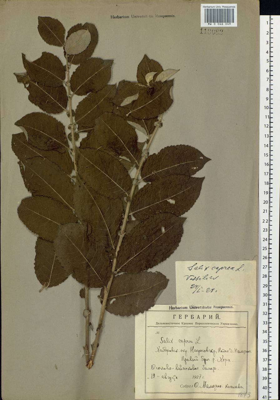Salix caprea L., Siberia, Russian Far East (S6) (Russia)