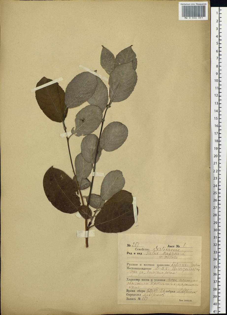 Salix caprea L., Siberia, Russian Far East (S6) (Russia)