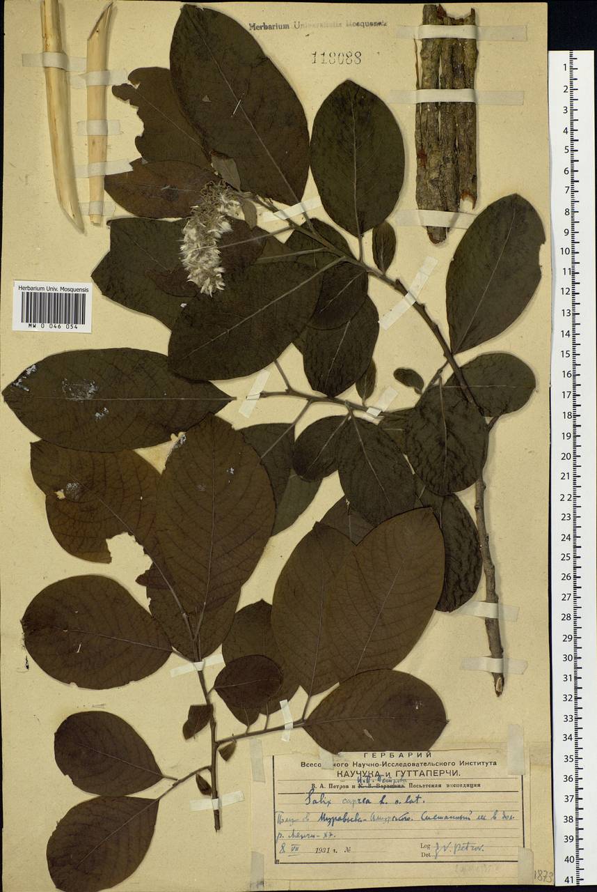 Salix caprea L., Siberia, Russian Far East (S6) (Russia)