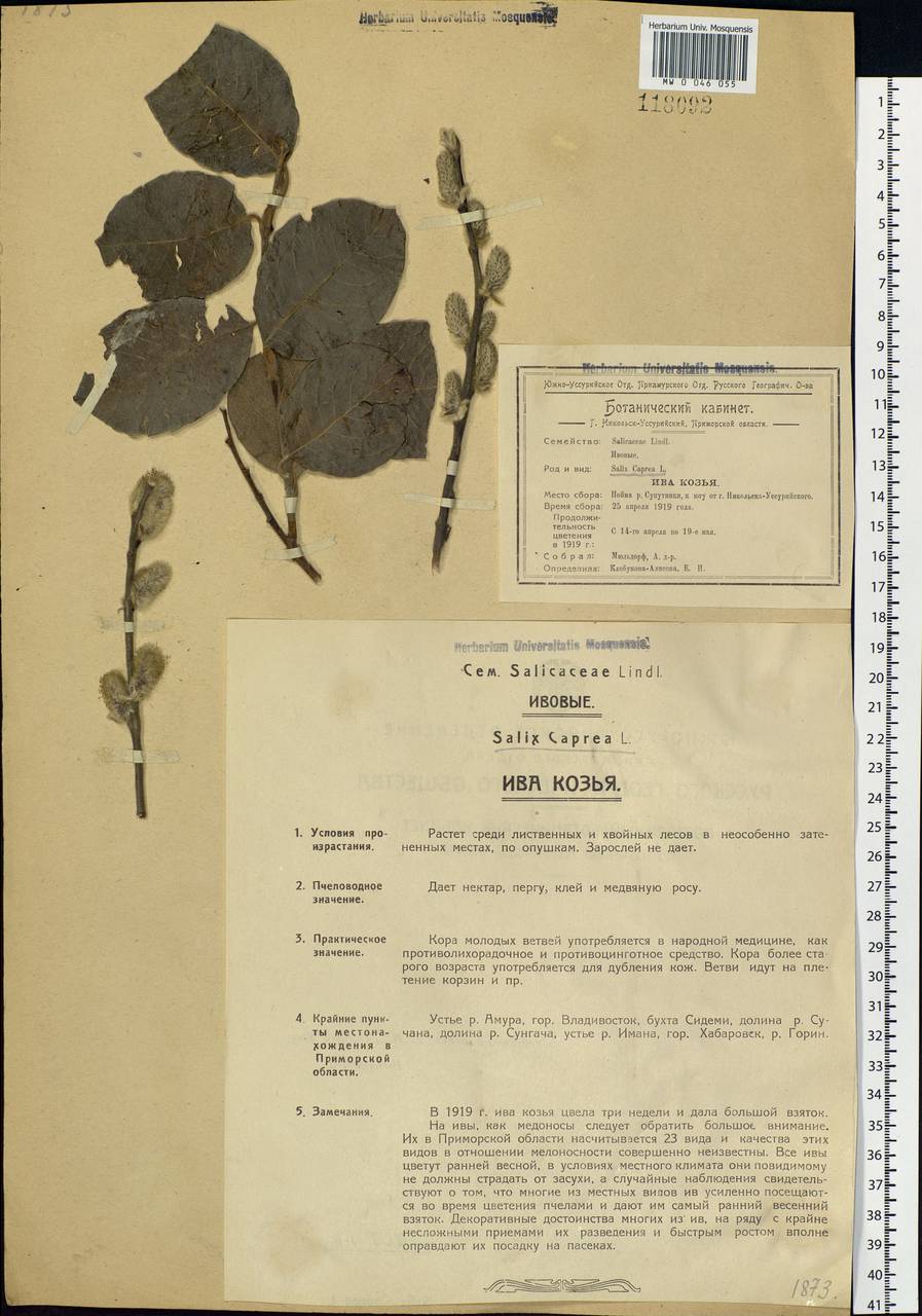 Salix caprea L., Siberia, Russian Far East (S6) (Russia)