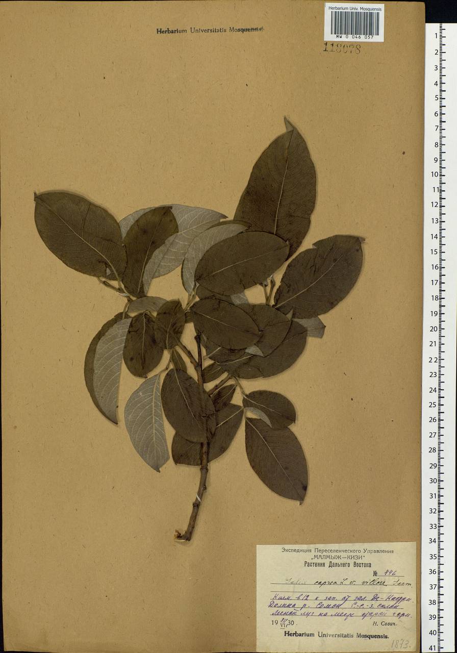 Salix caprea L., Siberia, Russian Far East (S6) (Russia)