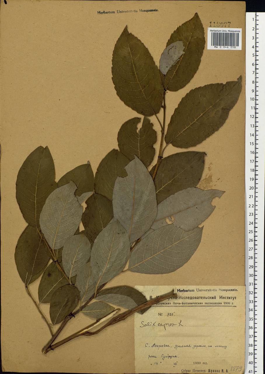 Salix caprea L., Siberia, Russian Far East (S6) (Russia)