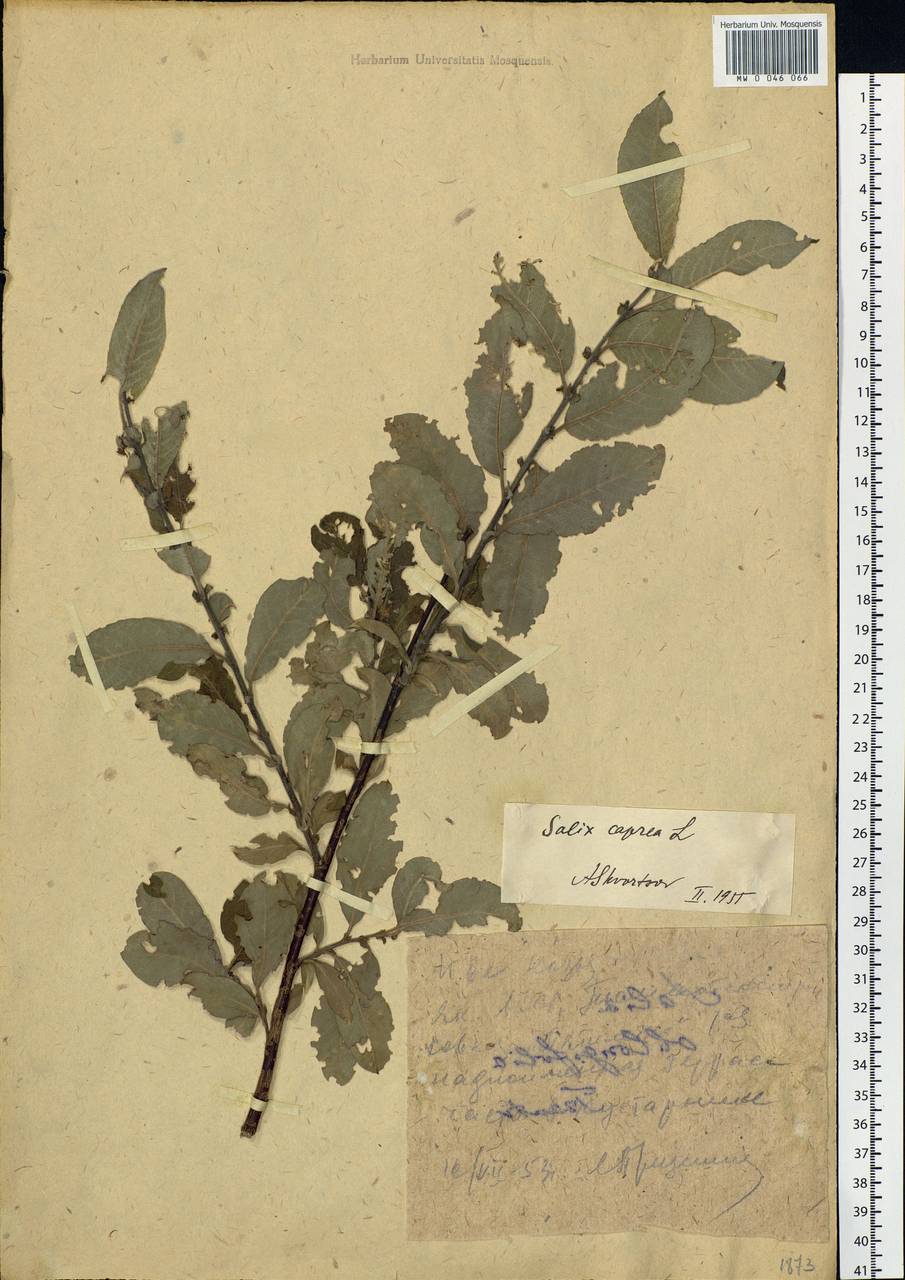 Salix caprea L., Siberia, Yakutia (S5) (Russia)