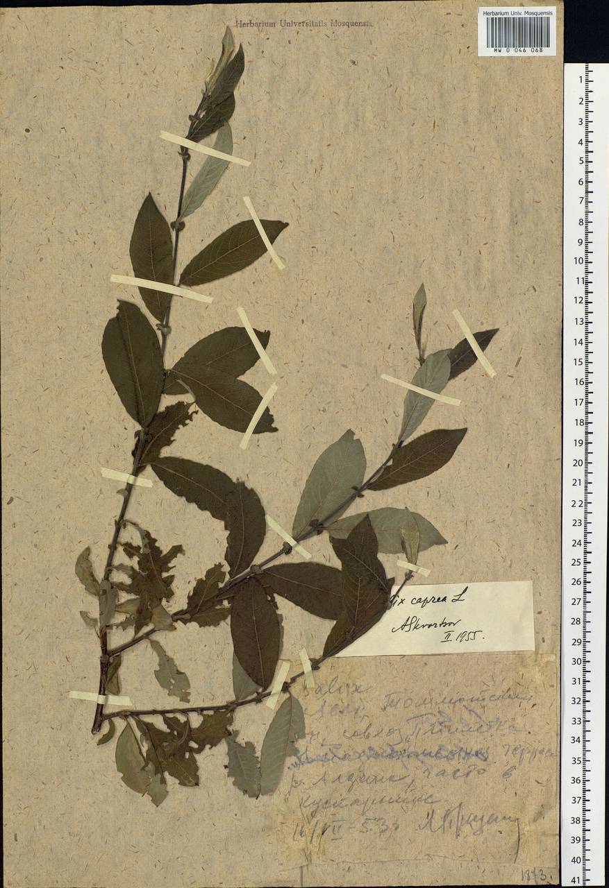 Salix caprea L., Siberia, Yakutia (S5) (Russia)