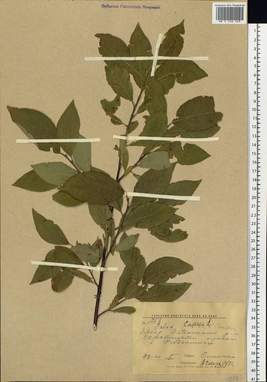 Salix caprea L., Siberia, Yakutia (S5) (Russia)